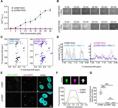 Phosphorylation Regulates CIRBP Arginine Methylation, Transportin-1 Binding and Liquid-Liquid Phase Separation